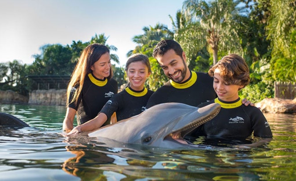 Dolphin Discovery Cozumel: An Unforgettable Experience