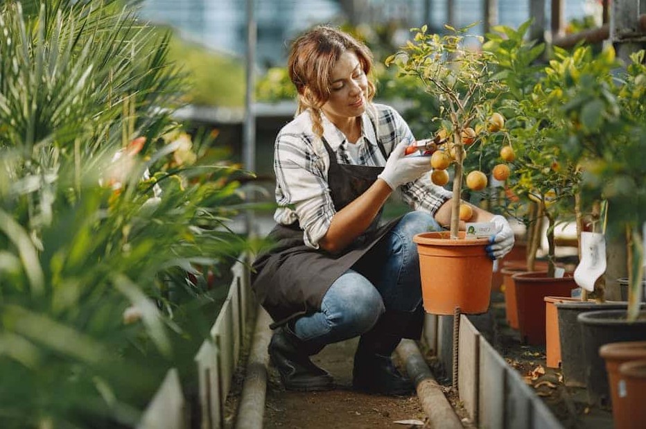 The Art of Pruning: A Guide to Nurturing Healthy Fruit Trees